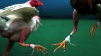 pelea-de-gallos