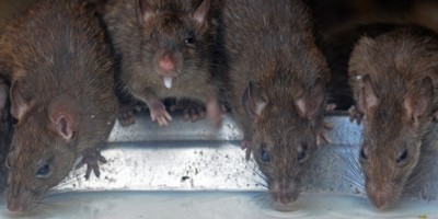 ratas_del_tamano_de_vacas