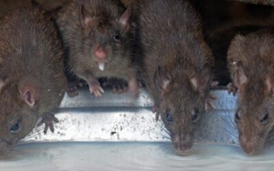 ratas_del_tamano_de_vacas