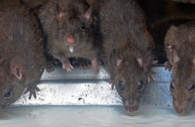 ratas_del_tamano_de_vacas