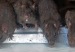 ratas_del_tamano_de_vacas