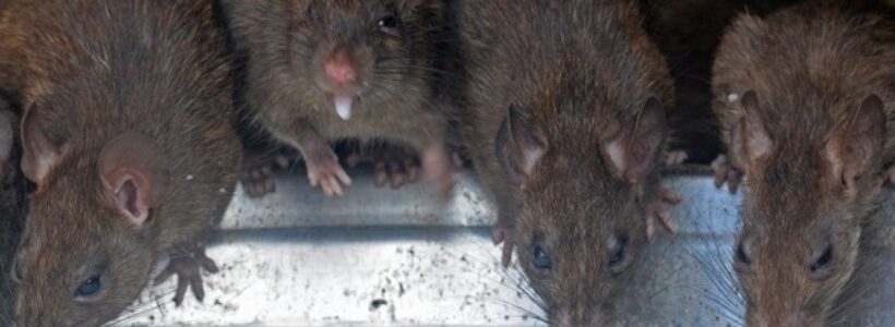 ratas_del_tamano_de_vacas