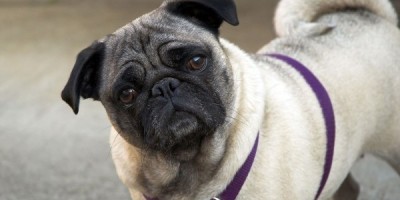Cute_pug_HD_wallpapers_1920x1200_06_0