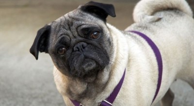 Cute_pug_HD_wallpapers_1920x1200_06_0