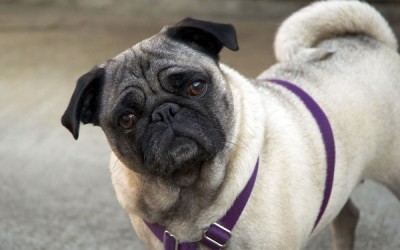 Cute_pug_HD_wallpapers_1920x1200_06_0