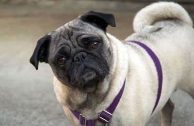 Cute_pug_HD_wallpapers_1920x1200_06_0