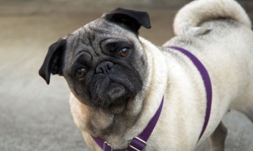 Cute_pug_HD_wallpapers_1920x1200_06_0
