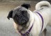 Cute_pug_HD_wallpapers_1920x1200_06_0