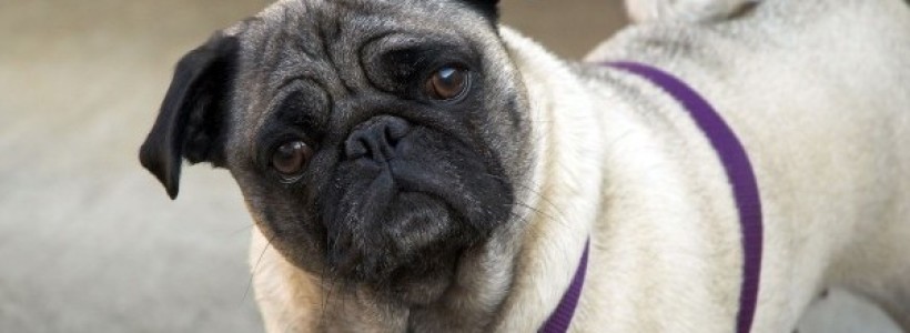Cute_pug_HD_wallpapers_1920x1200_06_0