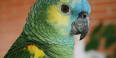 loro-platicon