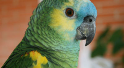 loro-platicon