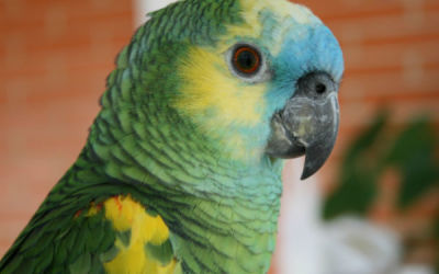loro-platicon