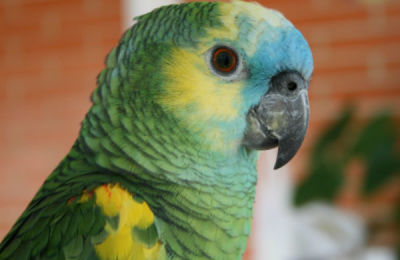 loro-platicon