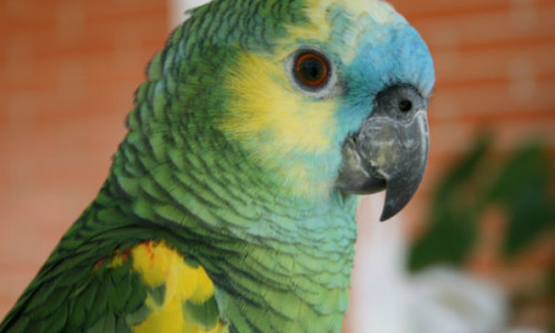 loro-platicon
