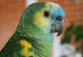 loro-platicon