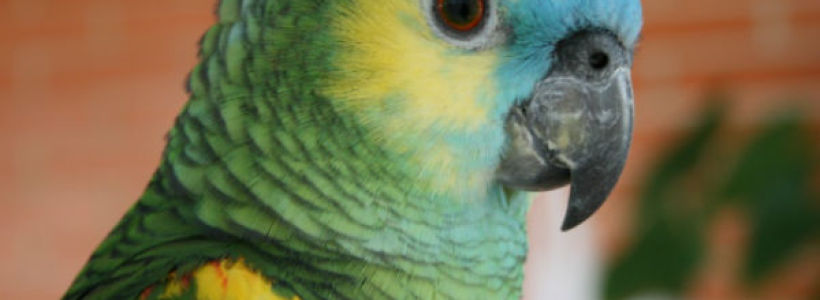 loro-platicon