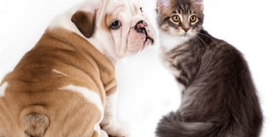 140331113212_pets_diseases_624x351_thinkstock