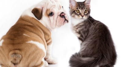 140331113212_pets_diseases_624x351_thinkstock