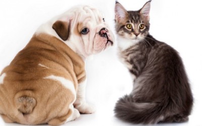 140331113212_pets_diseases_624x351_thinkstock