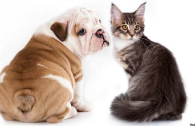 140331113212_pets_diseases_624x351_thinkstock