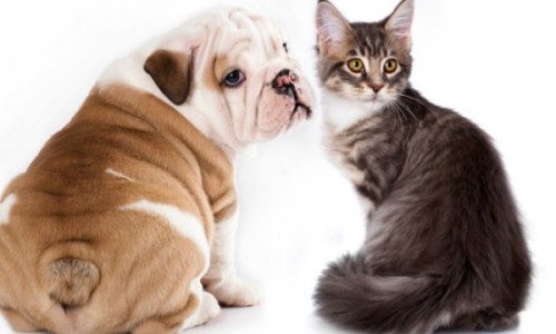 140331113212_pets_diseases_624x351_thinkstock