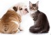 140331113212_pets_diseases_624x351_thinkstock