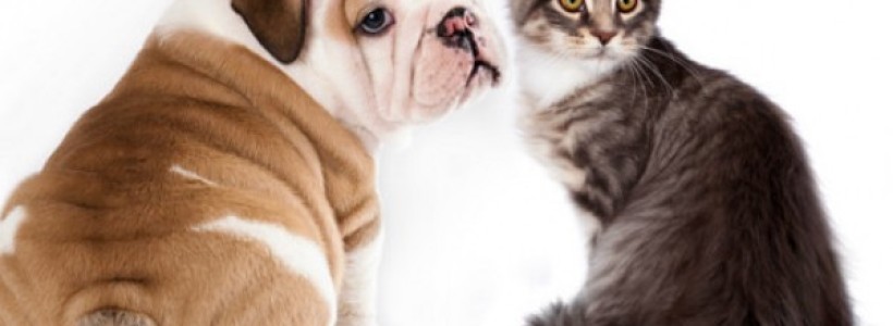 140331113212_pets_diseases_624x351_thinkstock