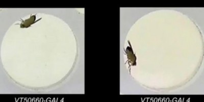 MOSCA