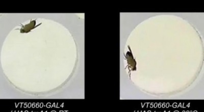 MOSCA
