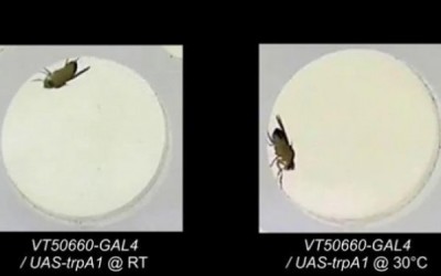 MOSCA