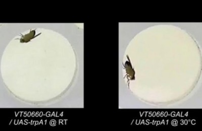 MOSCA